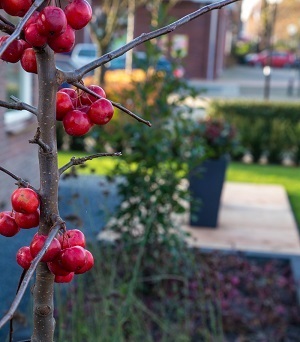 Tuin laten aanleggen in Coevorden