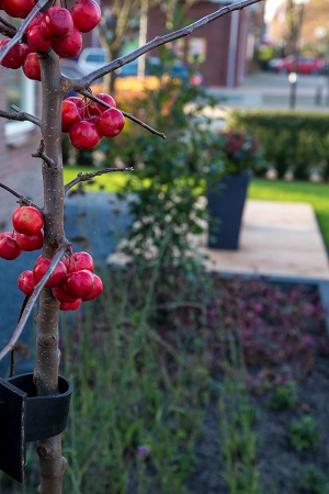 Tuinonderhoud door Temmink Tuindesign